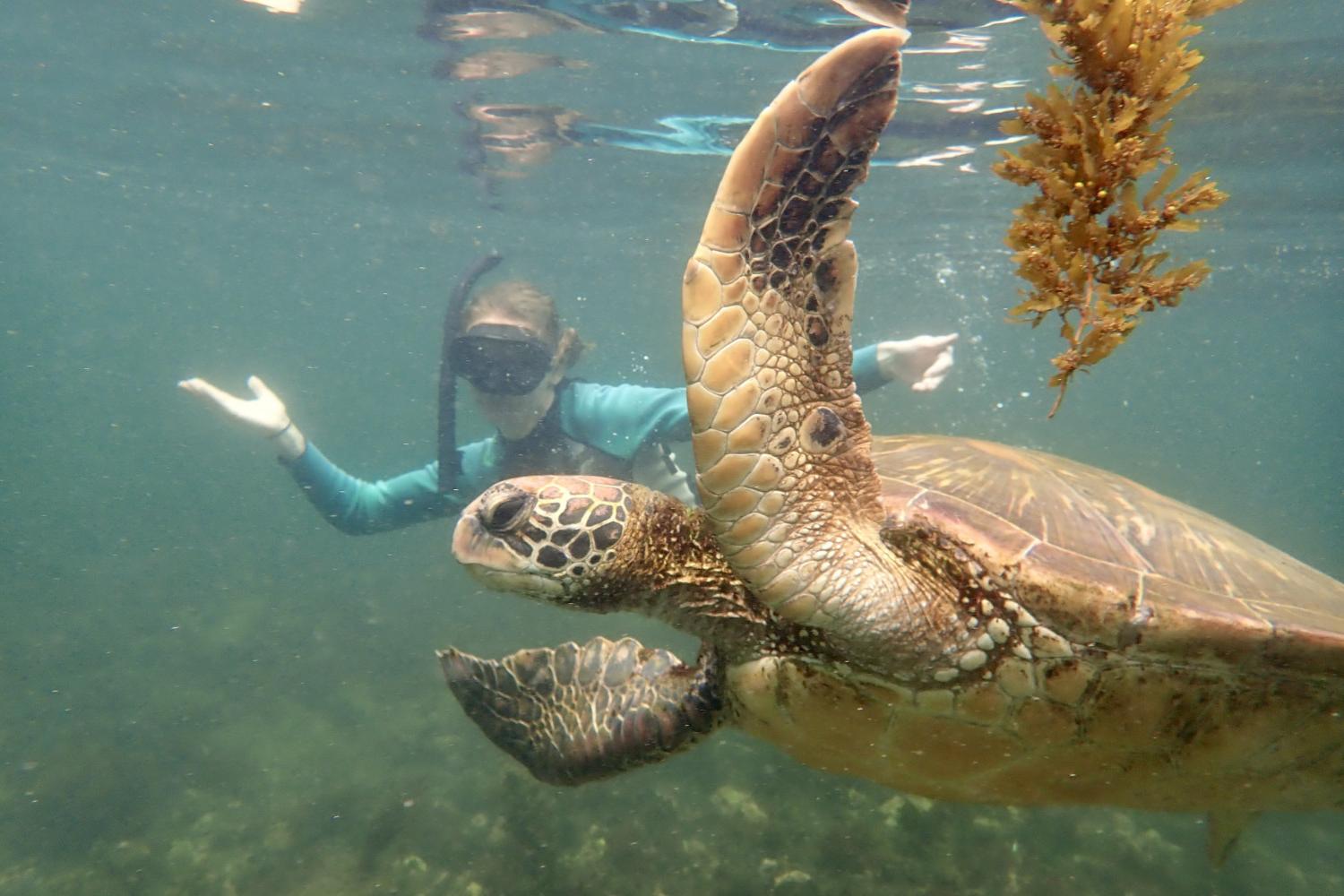 一名<a href='http://tugwz9f.revolutionclub.net'>bv伟德ios下载</a>学生在Galápagos群岛游学途中与一只巨龟游泳.